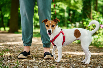 Female dog walker walks her Jack Russell terrier dog in summer park, leads it on leash. Cute pet at...