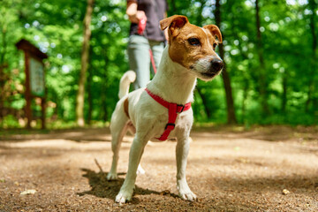 Woman wearing casual clothes walks her Jack Russell terrier dog in summer park. Dog is wearing red harness. Cute pet at morning walking