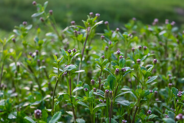 Fresh Wildflowers in Natural Habitat