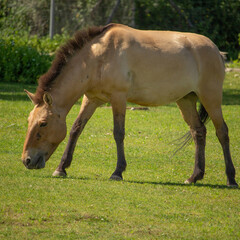 The Przewalski horse is a rare endangered breed of horses