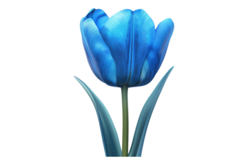 Blue tulip flower isolated on transparent background