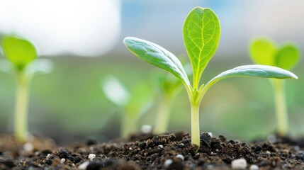 Close-up of young green plant sprouts emerging from soil, symbolizing new growth, nature, and agriculture in a vibrant natural setting.