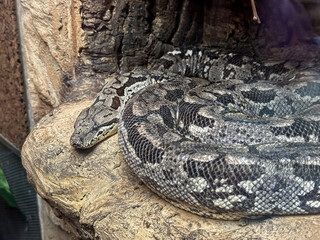 grey snake on a stone, wild dangerous animals