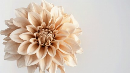 A soft beige Dahlia with mocha tips and delicate touches of ivory, cleanly presented on a white background for a neutral, elegant appearance.