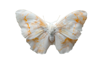 Close-up of a white and orange moth with wings spread, isolated on a white background, showcasing delicate patterns and textures.