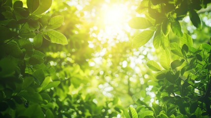 A serene landscape photograph capturing the beauty of sunlight filtering through a dense green forest canopy