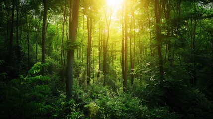 Obraz premium A serene landscape photograph showcasing a dense forest with sunlight illuminating the vibrant green foliage