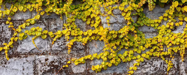 Autumn background banner, yellow creeper plant