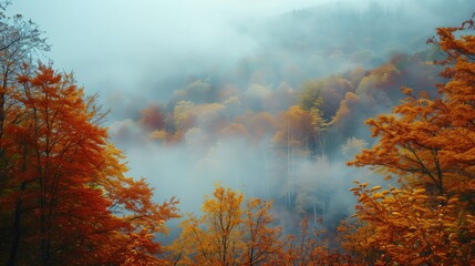 Foggy nature landscape in the mountains. Autumn forest with sky view. Morning mist and fall cloud beauty. Background travel in the park. Green hill sunrise scenery. Sunlight and