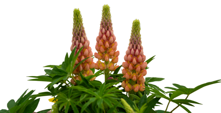 예쁜 루피너스꽃 세 송이(png파일)