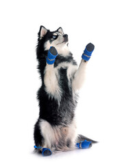 Obraz premium Pomsky in studio