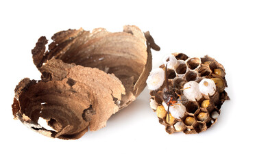 Asian hornet in studio