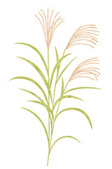 ススキの水彩風ベクターイラスト ススキのイラスト