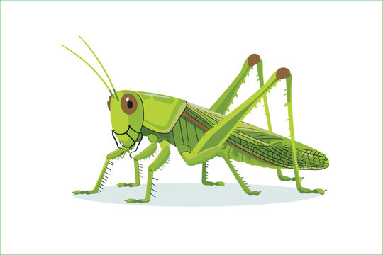 cute green locust cartoon, isolated on a white background, Flat style cartoon vector illustration. Cricket. Cartoon grasshopper isolated on white background. Grasshopper. Cute cartoon character.