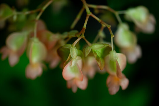 Pink pendulous flowers of begonia rubaiyat.