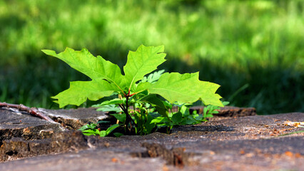 Young green oak sprout growing from the old stump