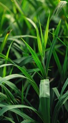 Fototapeta premium Lush green blades of grass stand tall in a field