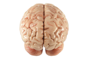 Human brain isolated on transparent background
