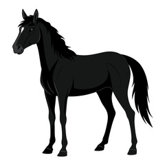 black horse isolated on white