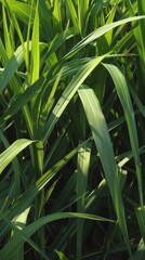 A close-up of lush green grass blades bathed in sunlight