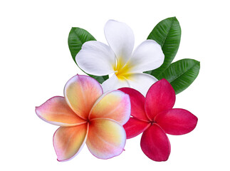 White , pink and red plumeria flowers  on transparent. flowers 's Thailand.