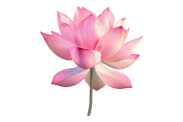 Pink lotus flower isolated on transparent background