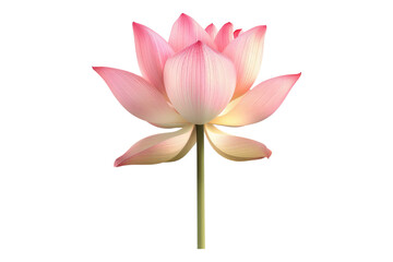 Pink lotus flower isolated on transparent background