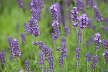Field of lavender, lavandula angustifolia, background.