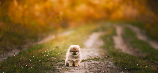 Young White Puppy Pomeranian Spitz Puppy Dog Sitting Outdoor In Sandy Countryside Road
