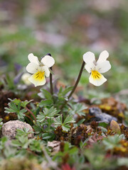 Viola arvensis, commonly known as Field Pansy, wild flowering plant from Finland