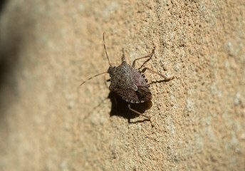 Stink bug on the stone wall