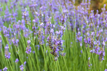 Obraz premium Close-up of mountain lavender plants 
