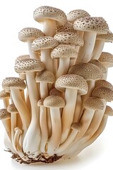 Cluster of Honey Mushrooms on White Background