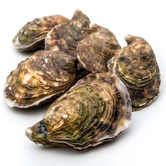 Group of fresh oysters on white background