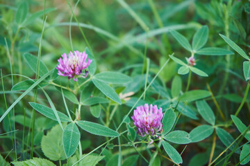 koniczyna, Trifolium pratense L. © Marcin Łazarczyk