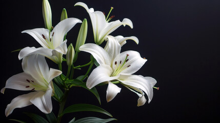 Naklejka premium Lilies flower on black background
