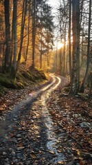 Fototapeta premium Forest Path With Sunlight Shining Through Trees In Autumn