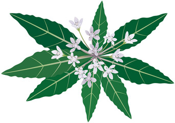 Vector illustration of blooming Mandrake isolated.