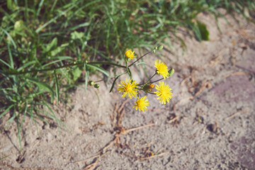 Pępawa, Crepis L.