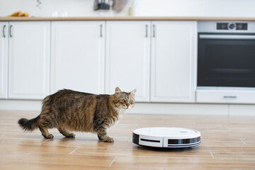 Curious cat observing robotic vacuum cleaner on wooden floor in modern white kitchen. Scene depicts pet exploring technology. Captures interaction between cat and household gadget.