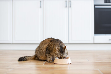 Domestic cat eating from bowl on kitchen floor surrounded by white cabinets and wooden flooring....