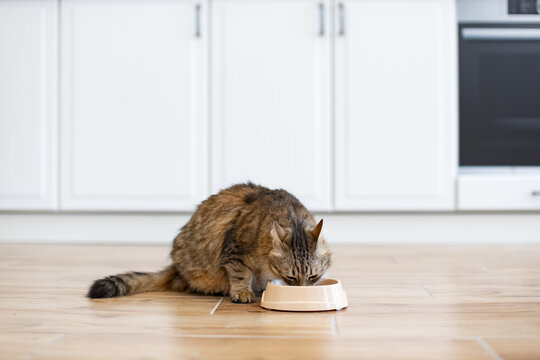 Domestic cat eating from bowl on kitchen floor surrounded by white cabinets and wooden flooring. Tabby cat enjoying meal in home interior. Calm and peaceful scene of pet in cozy kitchen environment