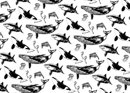 Sea animals over white background