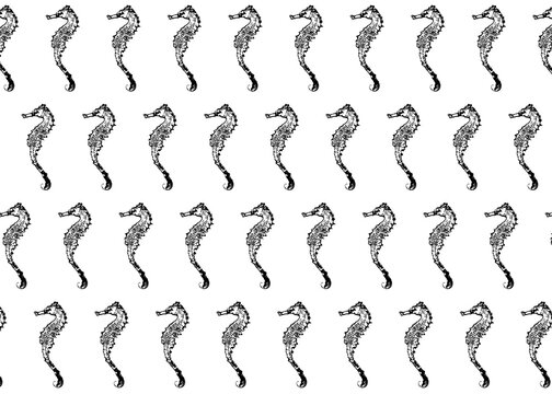 Sea horses side by side over white background