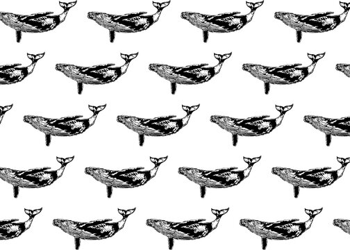 Whales in row over white background