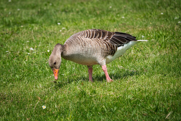 Eine Wildgans steht auf einer grünen Wiese und frisst Gras © joerghartmannphoto