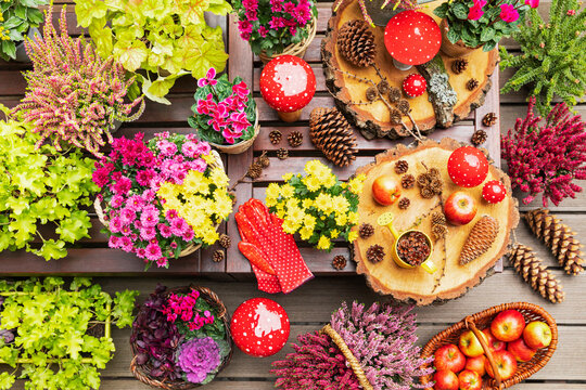 Collection of autumn flowers and decorations