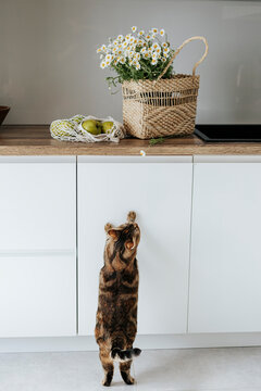 Cat reaching at basket of flowers on kitchen counter at home