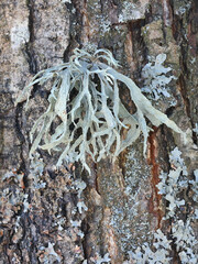 Ramalina fraxinea, known as cartilage lichen