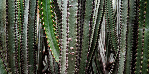 green cacti